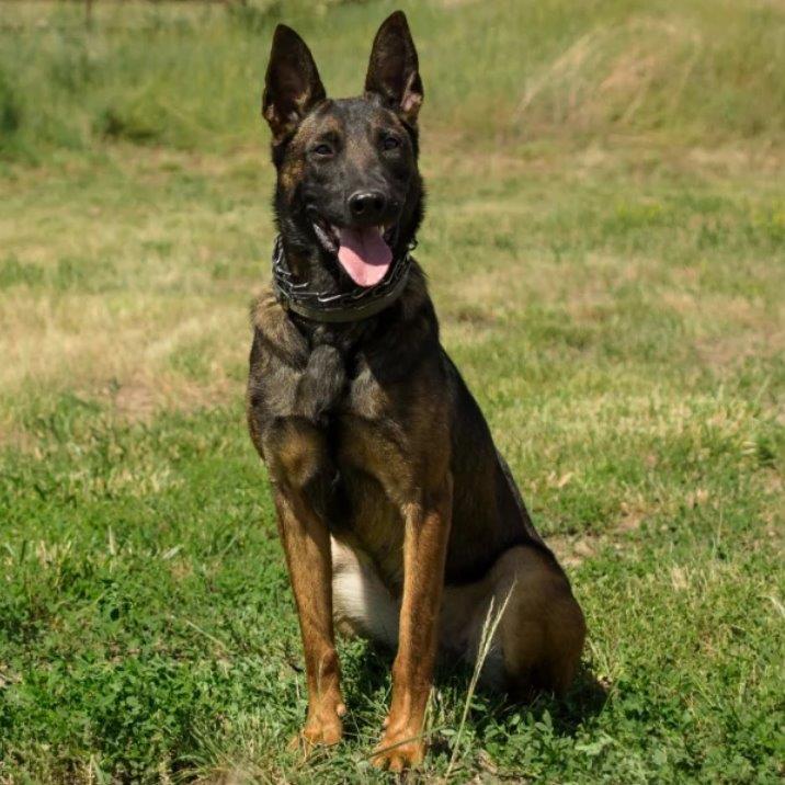 PROTECTION DOG